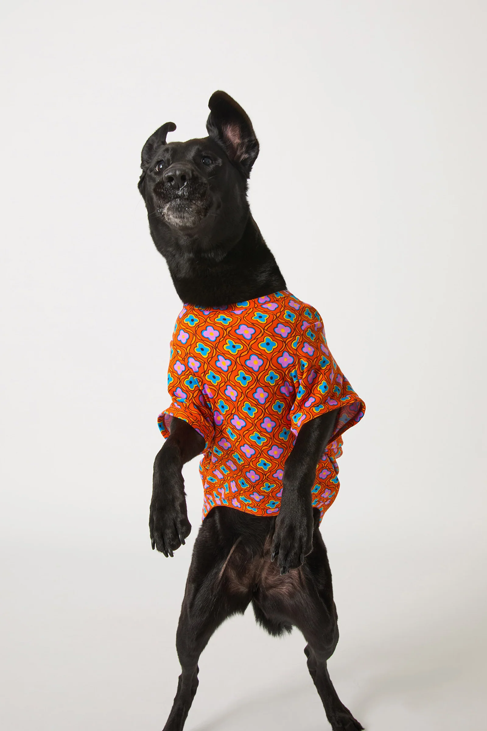 Dog Pajama - Daisy Foulard - Image 3