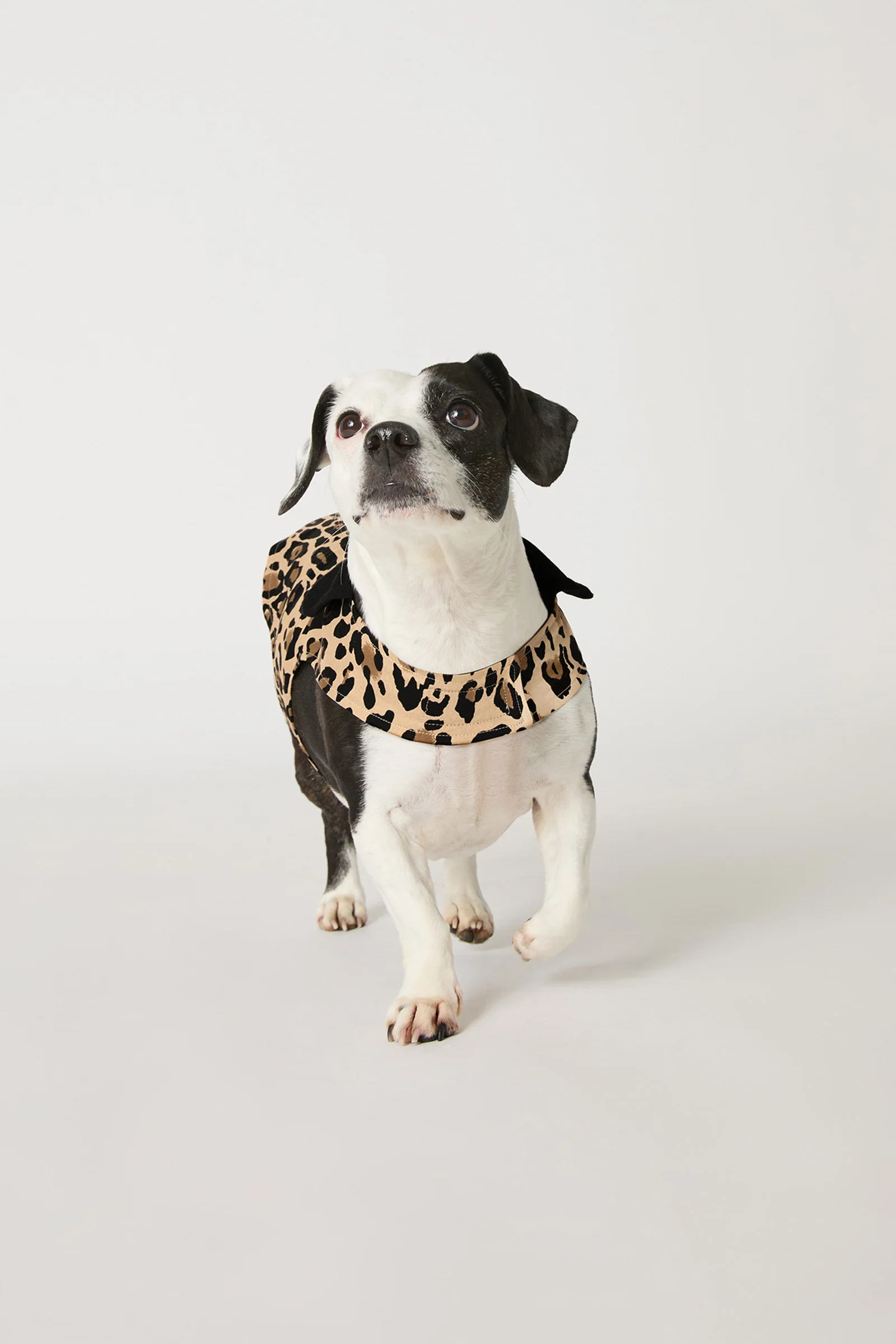 Dog Pajama - Leopard Stripe - Image 3